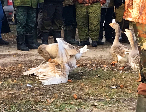 В Глушковском районе состоялся сельский праздник &laquo;Гусиные бои&raquo;
